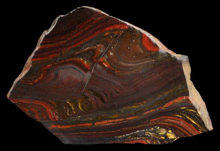 Polished Tiger Iron Stromatolite - ( Billion Years) #46623
